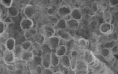 Neural Probe Research